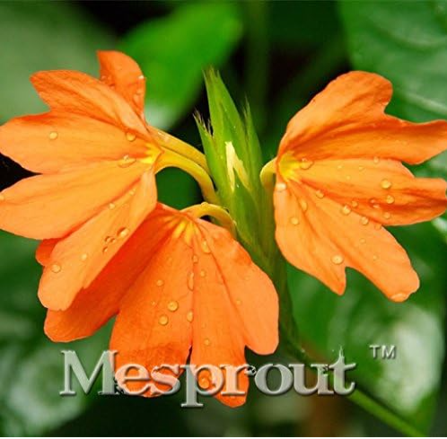 High-Grade Flower Seed Garden Crossandra Infundibuliformis Seed