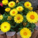 Yellow Strawflower Seeds | Annual Helichrysum Bracteatum, Silica-Rich Petals for Everlasting Flower