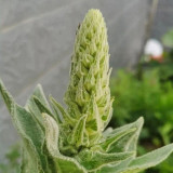 Mullein Seeds, Verbascum thapsus, Biennial Medicinal Herb with Yellow Flowers