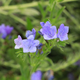 Viper's Bugloss Seeds, Blue-Purple Blooming Herb, Traditional Medicinal Plant with High Nectar