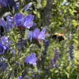 Viper's Bugloss Seeds, Blue-Purple Blooming Herb, Traditional Medicinal Plant with High Nectar