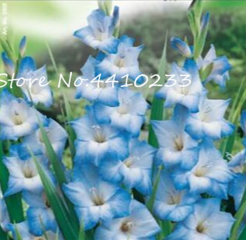 Perennial Gladiolus Flower Seed Plants Sword Lily Very Fragrant (Color: v)