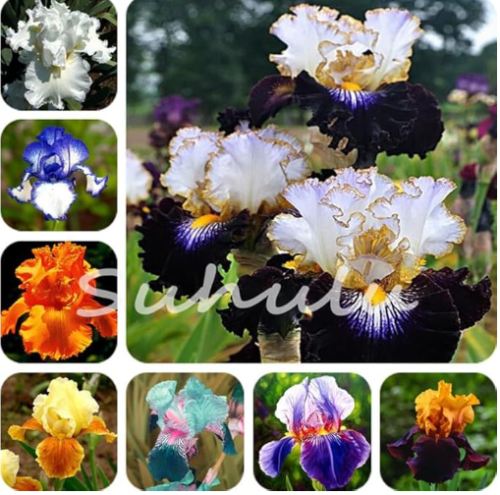 Iris Flower Seeds Perennial Flower bearded iris Purify The Air - (Color: mixed)
