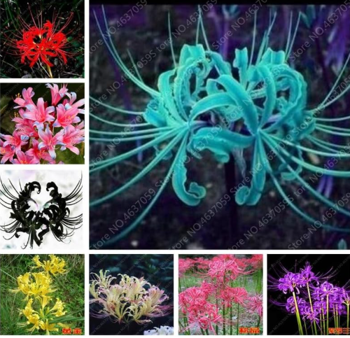 Colorful Mixing Lycoris Radiata Seed Lycoris Flower Potted Plants - (Color: 5)