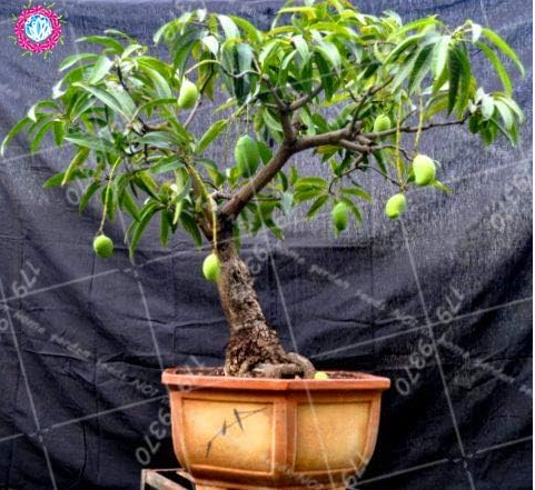 Mango Fruit Seed Tree Perennial Indoor Subtropocics