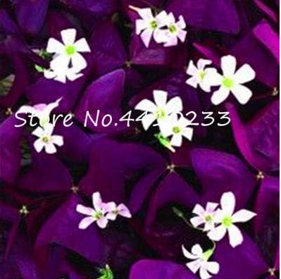 Colorful Azalea Rhododendron Plants Seeds Potted Like Geranium (Color: g)