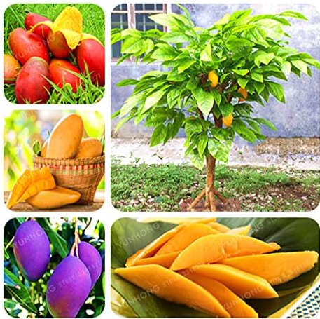 Mango Seed Very Fruit Seed Potted Plant Decoration Home Garden