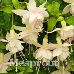 Fuchsia Seed Fuchsias Flower Indoor Balcony Seed Garden Flowers - (Color: 21)