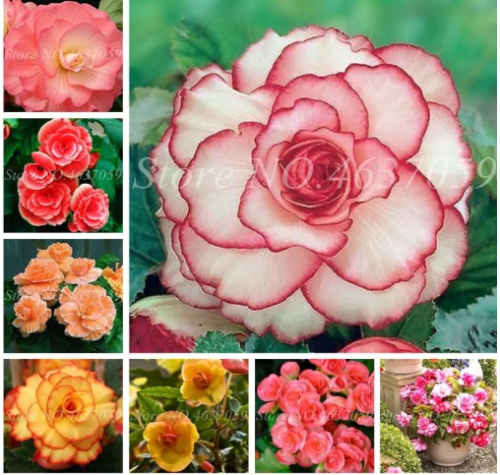 Begonia Flower Seeds Beautiful Garden Flores Perennial Malus Spectabilis (Color: 2)