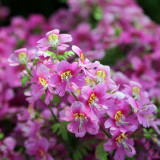 Schizanthus Pinnatus Seeds, Poor Man's Orchid Dwarf Variety with Vibrant Orchid-Like Blooms, Color Variations