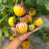  Rebel Starfighter Kayleigh Anne  Tomato Seeds - Exceptional Sweet Flavor, Striking Appearance, High-Yield Hybrid