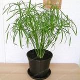 Cyperus Alternifolius Seed Umbrella Plant Seed Plant Home Garden