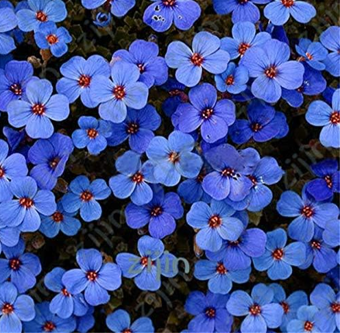 Creeping Thyme Bonsai Seeds, Rock CRESS Plant Perennial Ground Cover