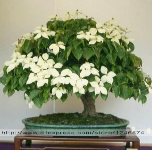 Dogwood Seed Cornus Kousa Satomi Seed Edible Garden Fruit Plant