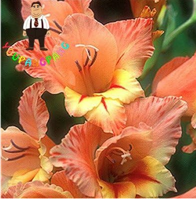Rare Peruvian Lily Alstroemeria Seed Plants Mix-Color Beautiful Lilies (Color: 16)