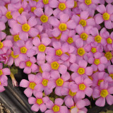 'Deep Lilac' Oxalis Bulbs - Pink Shamrock Flowers, Easy-Care Winter/Spring Flowering Plants