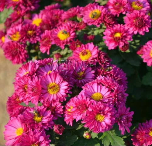 Ground-Cover Chrysanthemum Seeds Daisy Potted Garden - (Color: 6)