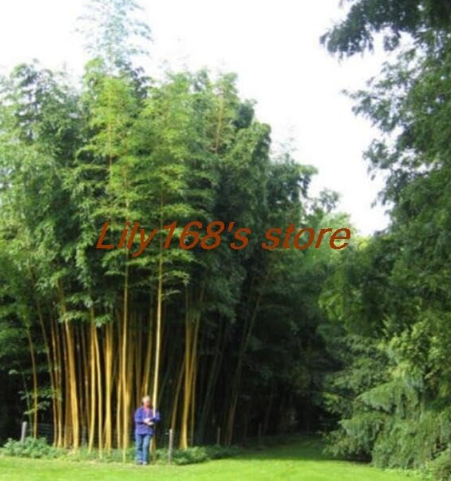 Fargesia fungosa Bamboo Seeds Hardy clumping Type Garden Decoration