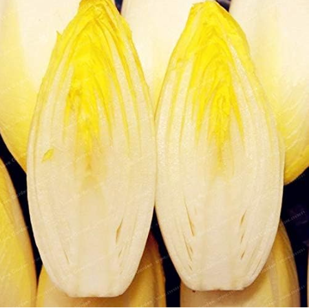 Chicory Belgian Endive Seed Organic Heirloom Vegetable (Color: 2)