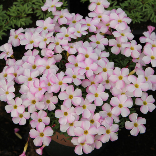 Oxalis Glabra 'Pink Snow' Flowering Bulbs - Easy Care, Winter Spring Blooms for Pots, Windowsill & Garden Flowers