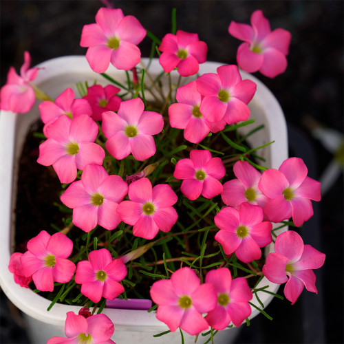 Oxalis Glabra 'Cherry Sundae' Flowering Bulbs – Low Maintenance, Vibrant Pink Flowers