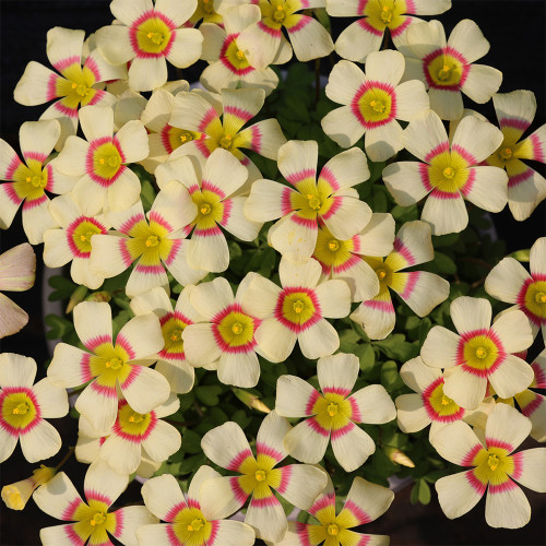 Oxalis Obtusa 'Cockatiel' Flowering Bulbs – Vibrant Winter & Spring Blooms, Easy Care