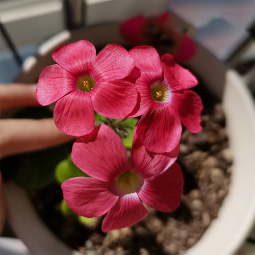 Oxalis Obtusa Series Bulb - 'Oxalis Bowie', Pack of 6 Bulbs