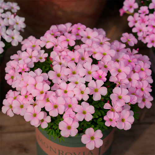 Oxalis Glabra 'Feather Cloak' Bulbs - Easy Care Pink Winter Blooms