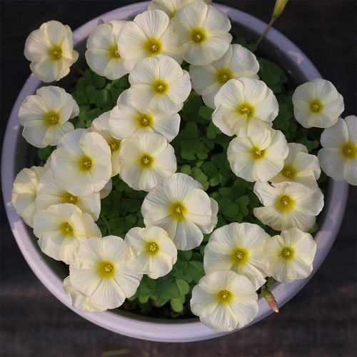 Oxalis Obtusa 'Iceberg' Bulbs – White Winter/Spring Flowering & Easy Care