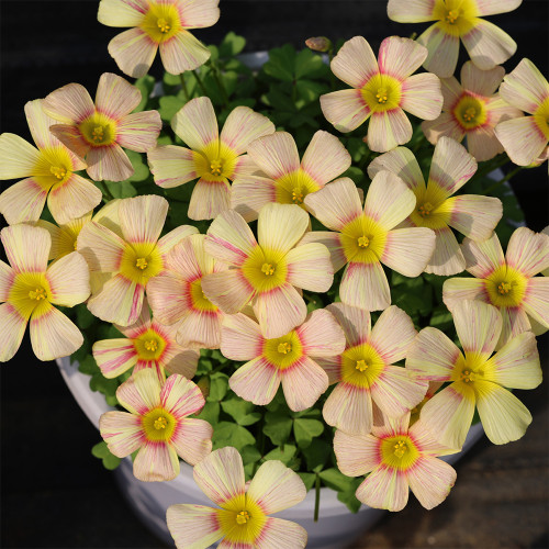 Oxalis obtusa 'Flicker' Bulbs | Winter-Spring Flowering | Easy Care | Unique Pink Stripes