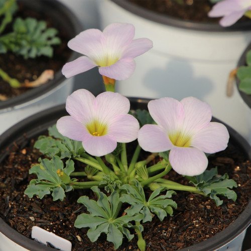Oxalis flava Series Bulb - 'Pink Form', Pack of 5 Bulbs