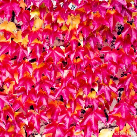Boston Ivy Maple Seed from Japanese Creepers Climbing Plant (Color: 3)
