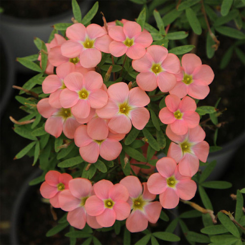 Oxalis obtusa 'Grapefruit' Flowering Bulbs - Compact Winter-Spring Pink Blooms, Ideal for Pots & Windowsills