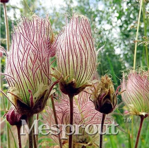 Prairie Smoke Seed Windowsill Garden Terrace Roof Fruit (Color: 3)
