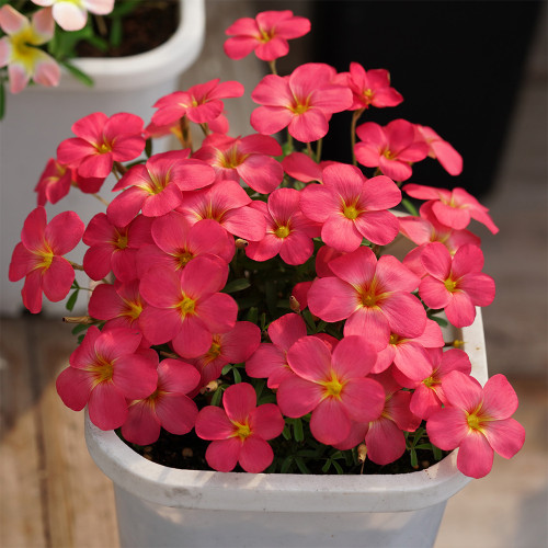 Oxalis obtusa 'Sweet Potato' Flowering Bulbs: Pink Winter Flowers, Dormant for Easy Shipping