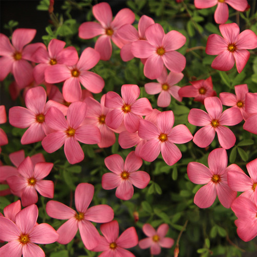 Oxalis glabra 'Salmon' Flowering Bulbs – Easy Care, Low Maintenance, Salmon-Pink Blooms for Pots, Windowsills & Rock Gardens