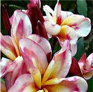 Plumeria Potted Seeds Frangipani Hawaiian Lei Flower - (Color: 13)