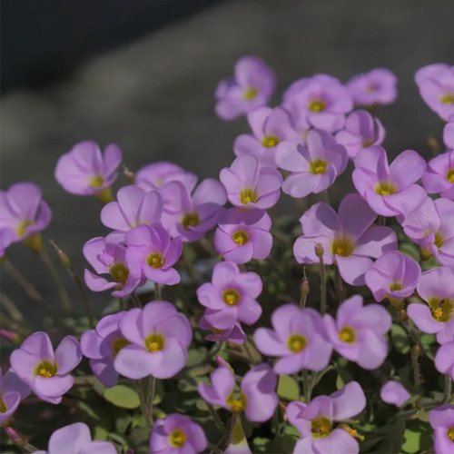 Oxalis Obtusa 'First Love' Flowering Bulbs - Enchanting Winter/Spring Blooms