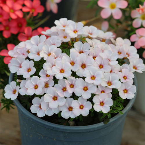 Oxalis obtusa 'Direwolf' Flowering Bulbs – Delicate Pink-White Winter/Spring Blooms, Easy Care