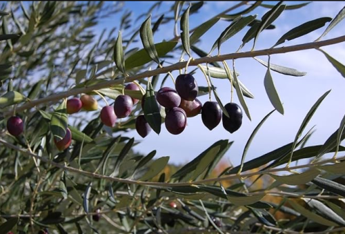 Olive Tree Organic Seeds for Home Gardening