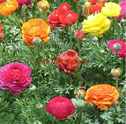 Ranunculus Asiaticus Flower Seeds Persian Buttercup (Color: A3)