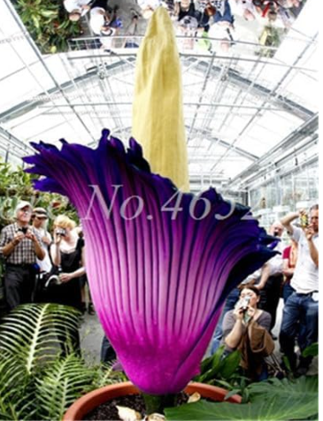 Rainbow Corpse Flower Seeds (Color: 7)