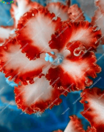 African Violet Seeds White-red Flower Saintpaulia Ionantha