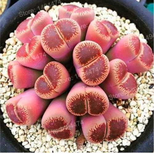 Rare Succulent Plant Flores Lithops Pseudotruncatella Living Stone