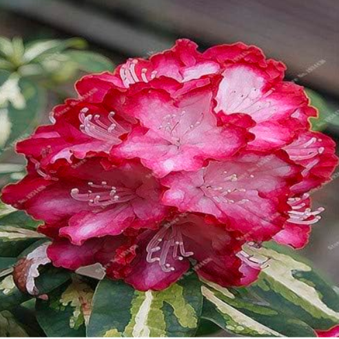 Rhododendron Azalea de Flores Seeds Indoor & Outdoor Decor (Color: 14)