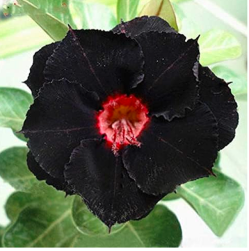 Desert Rose Seeds Rare Adenium Obesum Black Flowers
