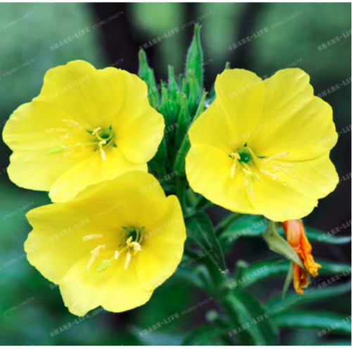 Rare Evening Primrose Flower Seed European Primrose