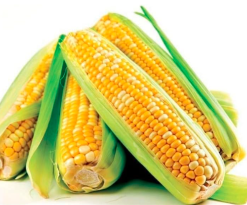 Rainbow Sweet Corn Seed, Vegetable Furit Organic Easy-Growing Maize (Color: 2)