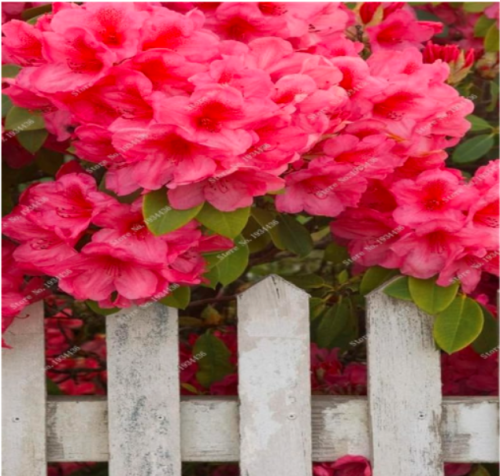 Rhododendron Azalea de Flores Seeds Indoor & Outdoor Decor Pinkish Red