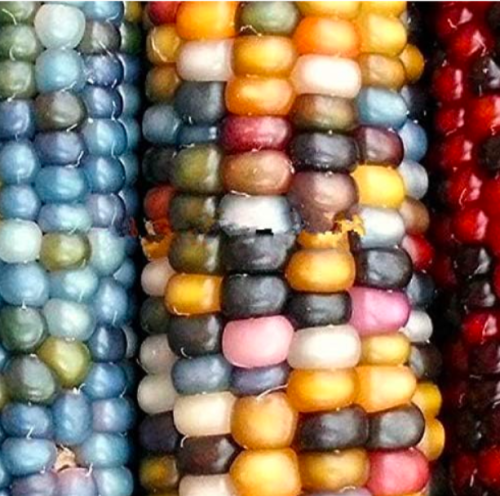Sweet glutinous Corn Seed, Colorful Corn Plant Grain Cereals - (Color: 2)